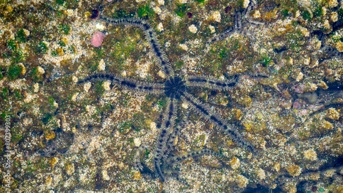 Ophiothrix fragilis (common brittle star, hairy brittle star, Asteria cuvieri, Ophiocoma minuta). This animal is extremely variable in colouration, ranging from violet, purple or red to yellow