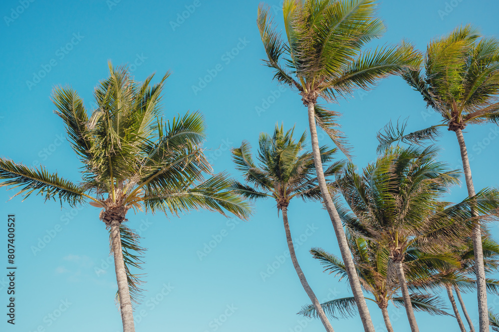 Naklejka premium palm trees with blue sky