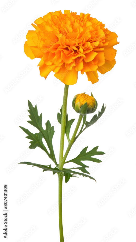 PNG Flower plant inflorescence asteraceae. PNG Flower plant inflorescence asteraceae.