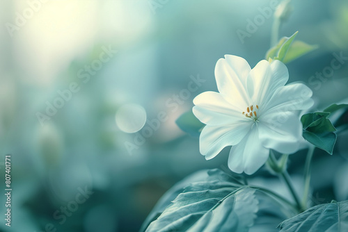 White flower on blue background photo