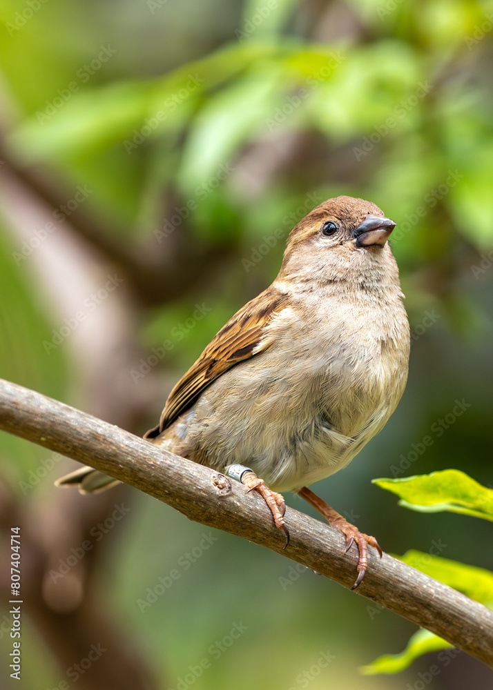 Fototapeta premium Female House Sparrow (Passer domesticus) - Subtle Charmer