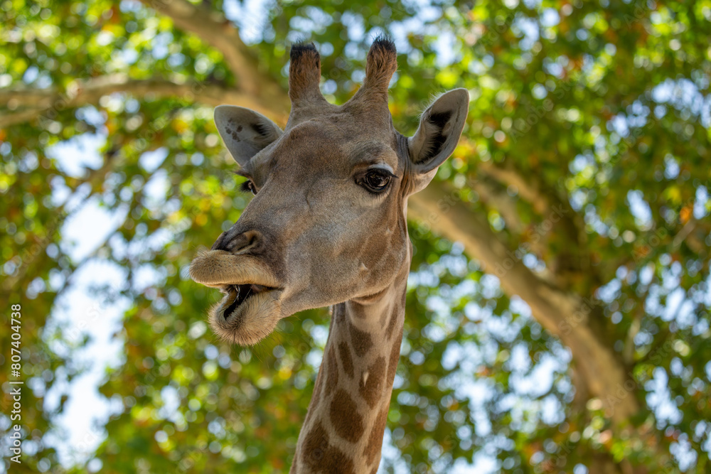 Naklejka premium Giraffe (Giraffa camelopardalis), African Savanna