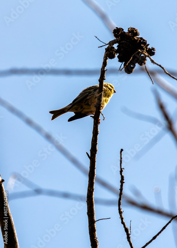 European Serin (Serinus serinus) - Tiny Songbird of Spanish Sunshine pen_spark photo