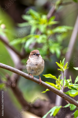 Photography Female House Sparrow (Passer domesticus) - Subtle Charmer