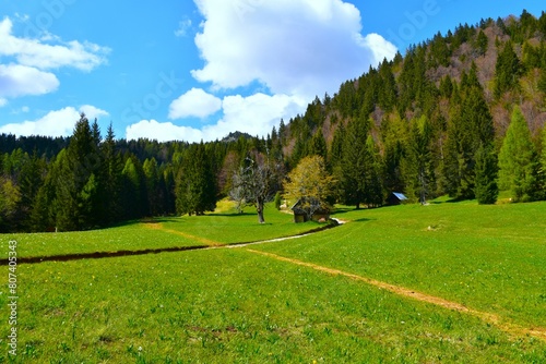 Meadow in Karavanke mountains in spring in Gorenjska, Slovenia photo