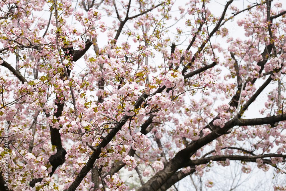 Branches of sakura flowers, cherry blossom Branches of sakura flowers, cherry blossom