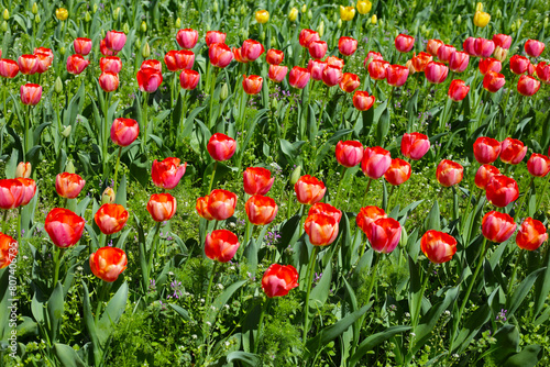 Beautiful tulip flower garden. The Expo 70 Commemorative Park  Osaka  Japan