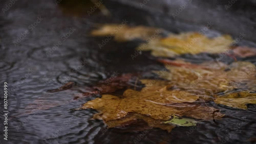 rain drops falling at the puddle rain drops falling at the puddle