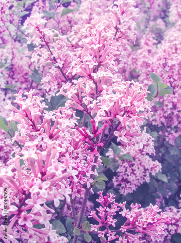 Syringa meyeri  Red Pixie   compact  bushy shrub  blooming purple pink flowers  flowering branches as natural floral gentle romantic dreamy botanical pattern backdrop background wallpaper  Lilac