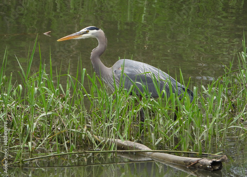 Hunting green waters gra(e)y heron
