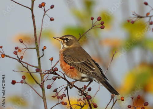 American Red Robin and red berries