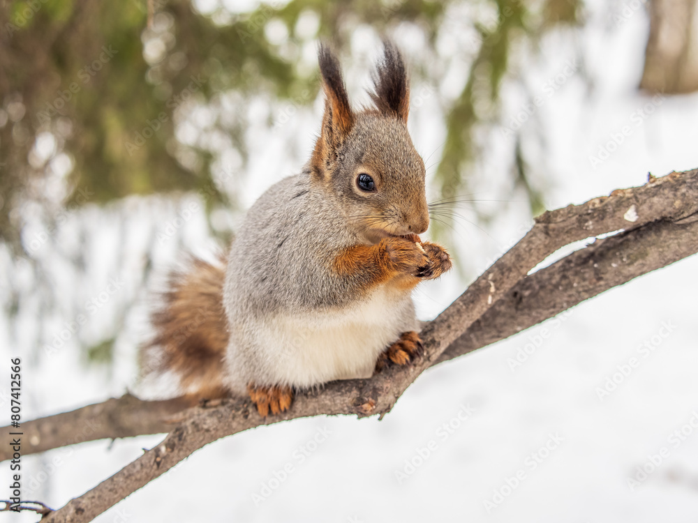 The squirrel with nut sits on tree in the winter or late autumn The squirrel with nut sits on tree in the winter or late autumn