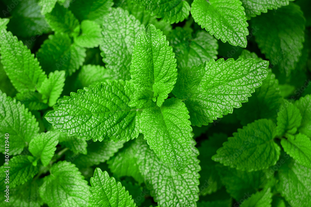 Lemon balm background Lemon balm background