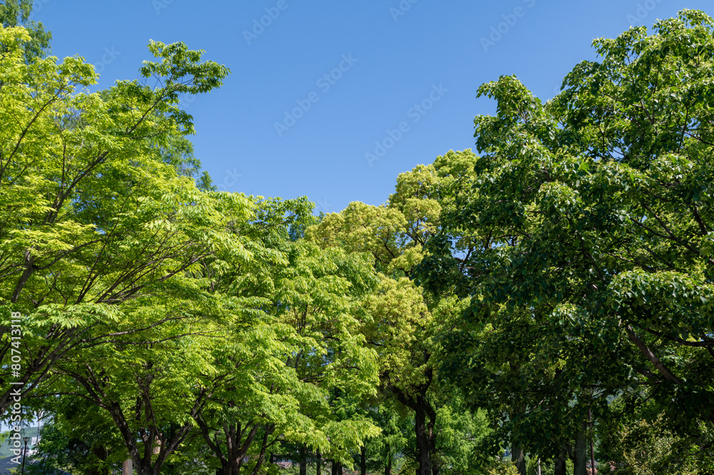 Obraz premium 風薫る五月の空と緑