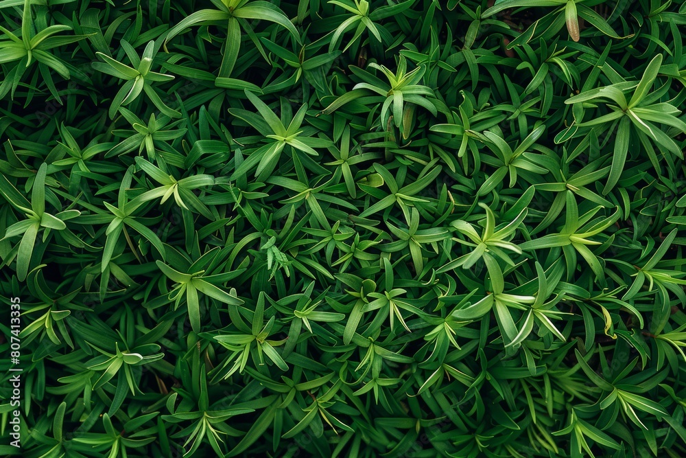 Nature's Carpet: A Detailed Close-Up of a Vibrant Green Field of Grass. Nature's Carpet: A Detailed Close-Up of a Vibrant Green Field of Grass.