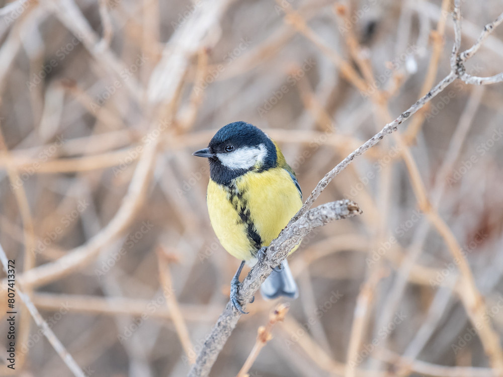 Obraz premium Cute bird Great tit, songbird sitting on the branch with blurred background