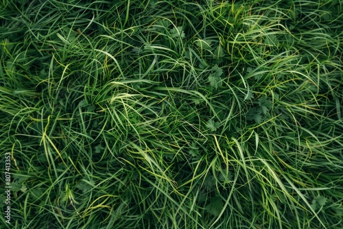Emerald Majesty: A Macro View of a Serene Green Field of Grass.