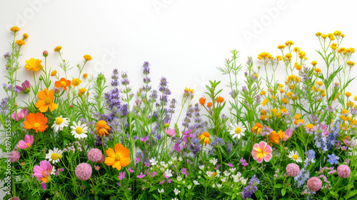 A colorful field of flowers with a white background