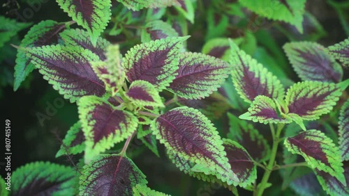 Purple green leaves coleus plant. Focus selected