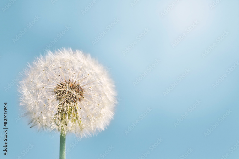 Beautiful plump dandelion against the blue sky on a sunny day