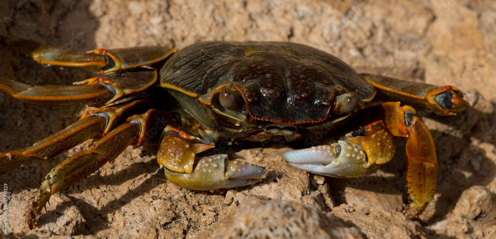 Grapsus albolineatus is a species of decapod crustacean in the family Grapsidae Grapsus albolineatus is a species of decapod crustacean in the family Grapsidae
