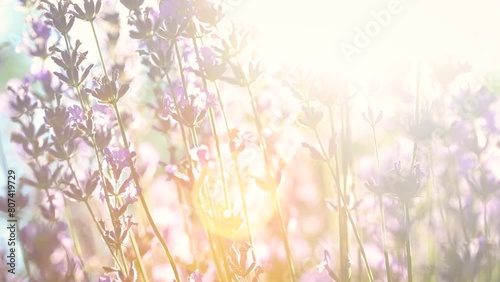 blooming lavender flowers