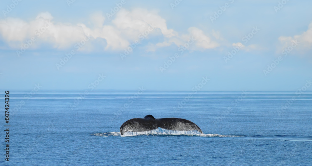 The Tail Of A Humpback Whale (Megaptera Novaeangliae) The Tail Of A Humpback Whale (Megaptera Novaeangliae)