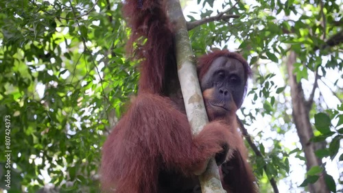 a close up of a young male orangutan holding onto a liana in the rainforest of gunung leuser national park on sumatra, indonesia photo