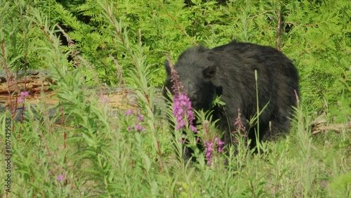 Black Bear Eating Flowers in Whistler Canada photo