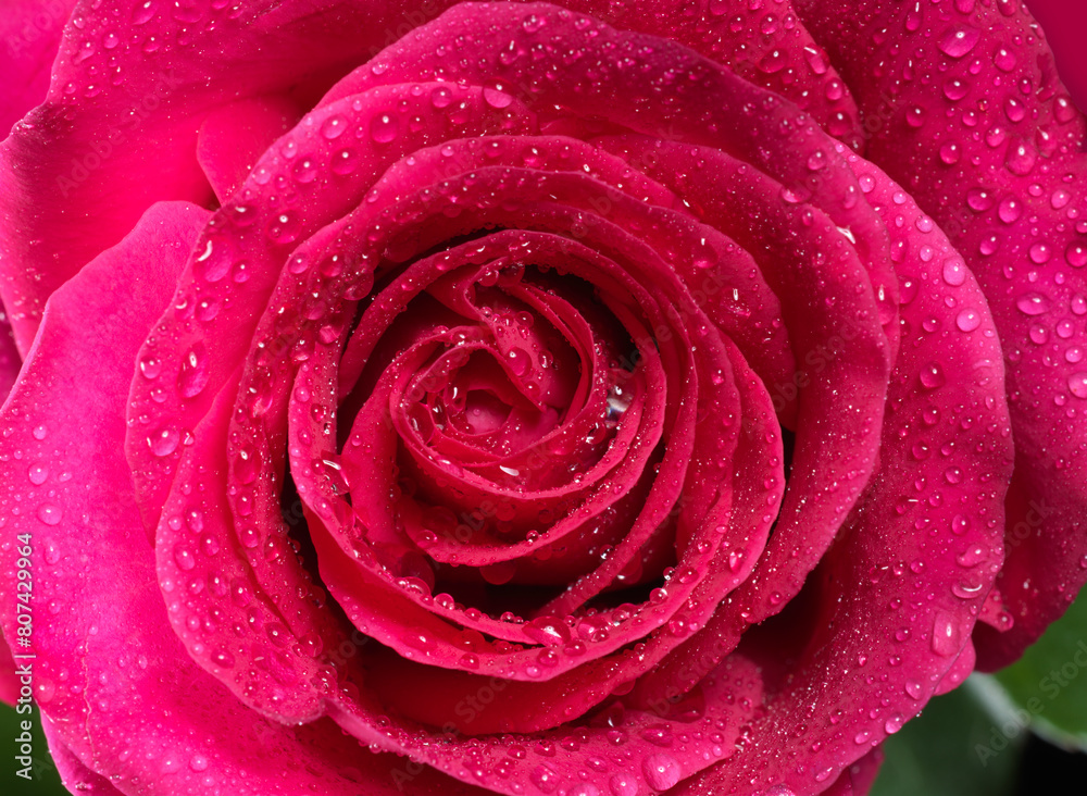 pink rose with waterdrops pink rose with waterdrops