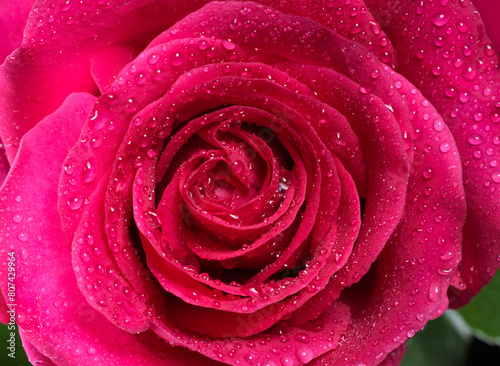 pink rose with waterdrops