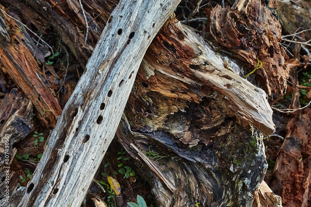 Dead tree parts, branches in the forest Dead tree parts, branches in the forest