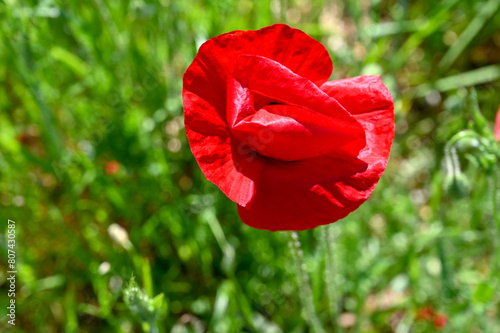 Red poppies blooming in the field in spring. Poppy flowers in nature. 