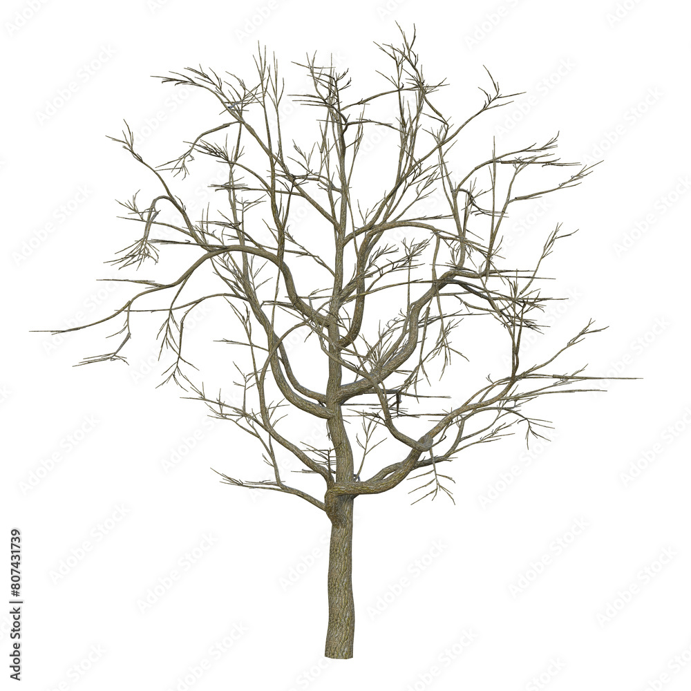 3d render dry oak tree isolated 3d render dry oak tree isolated