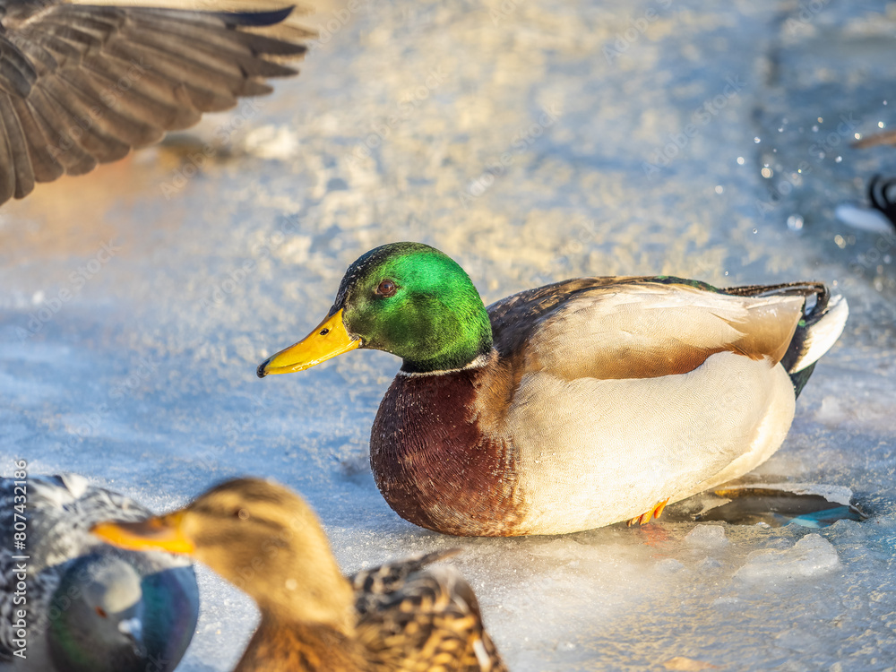 Obraz premium Colorful mallard drake standing on ice. Male wild duck on a frozen river. Waterbirds in winter.