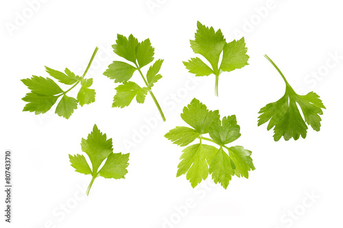 Parsley green leaves isolated on white background.