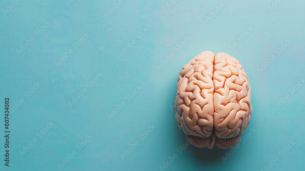 Human brain model on blue background with copy space Human brain model on blue background with copy space