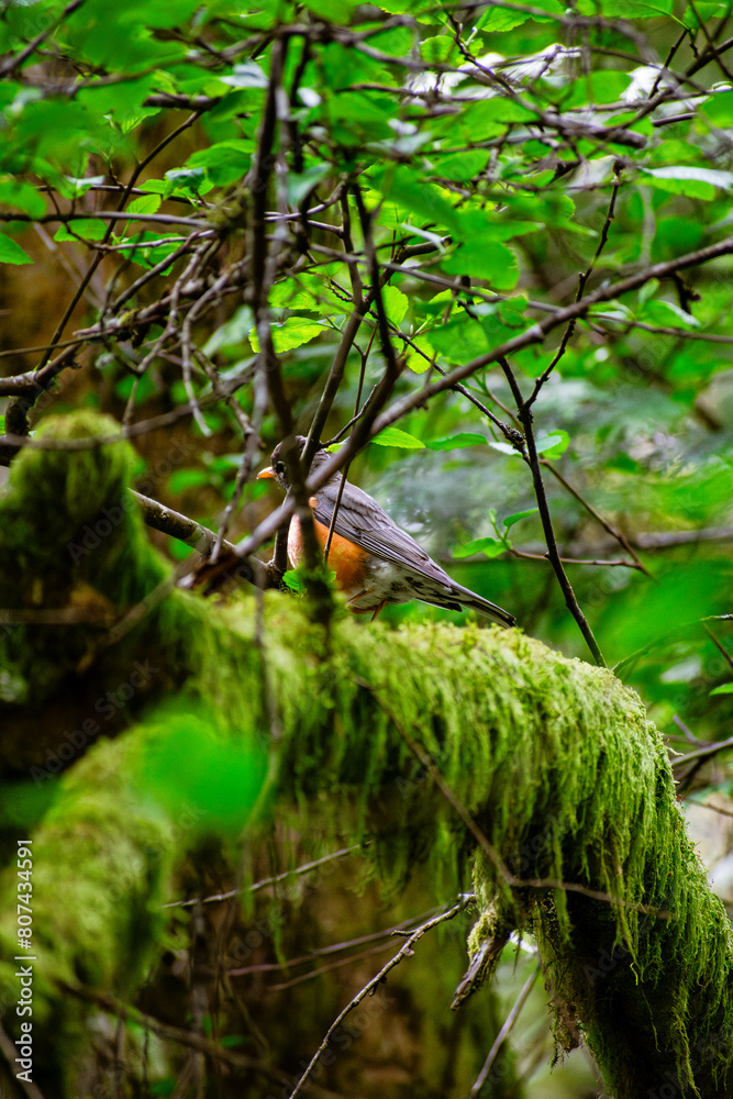 Orange and black bird hidden behind branches in the lush forest. Mossy branches and blurred background with even lighting. High quality image.