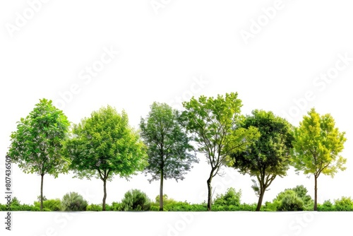 Green trees isolated on white background. Forest and foliage in summer. Row of trees and shrubs - generative ai