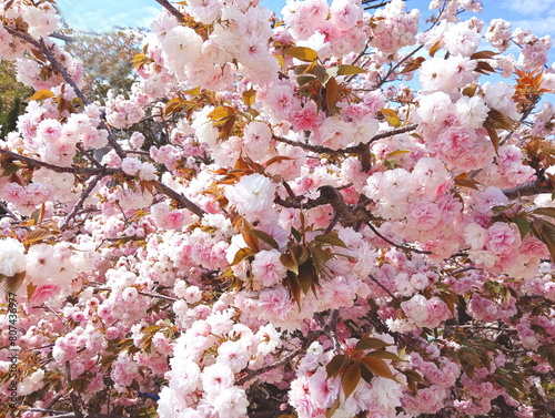 満開の八重桜