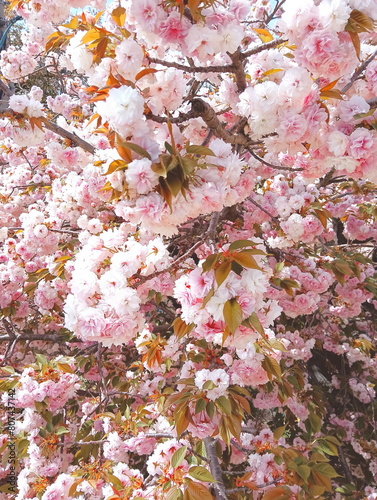 満開の八重桜