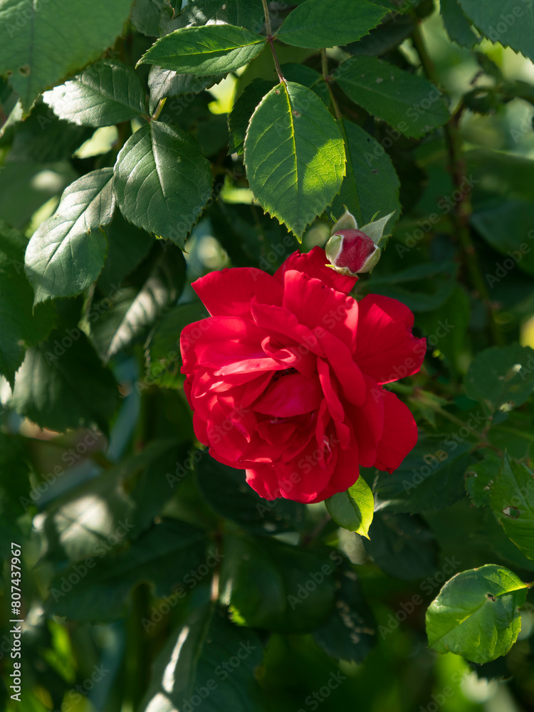 真紅の薔薇の花