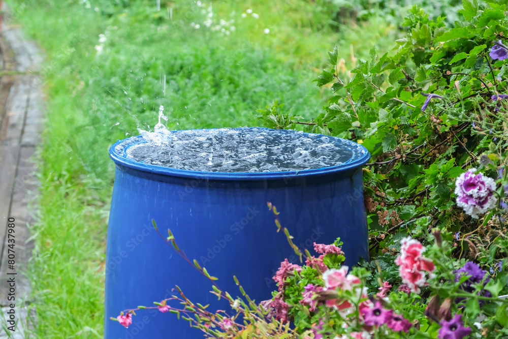 A blue barrel for collecting rainwater. Collecting rainwater in plastic container. Collecting rainwater for watering the garden. Ecological collection of water for crop irrigation. A blue barrel for collecting rainwater. Collecting rainwater in plastic container. Collecting rainwater for watering the garden. Ecological collection of water for crop irrigation.
