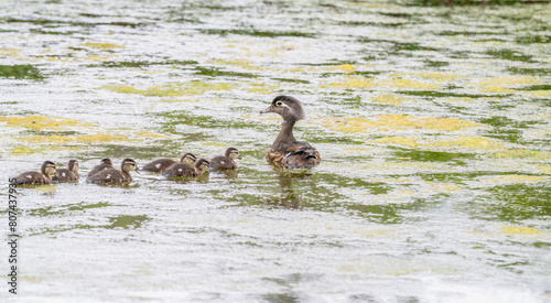 Photography Female wood duck swimming with her ducklings in a pond covered in algae in spring