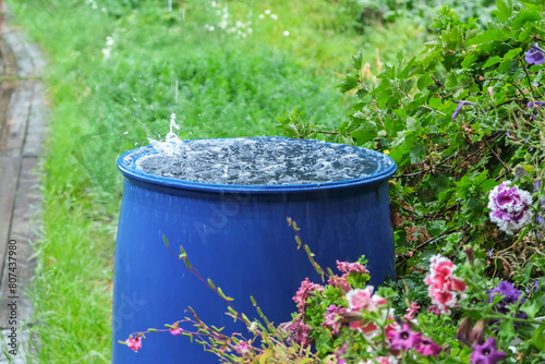 A blue barrel for collecting rainwater. Collecting rainwater in plastic container. Collecting rainwater for watering the garden. Ecological collection of water for crop irrigation.