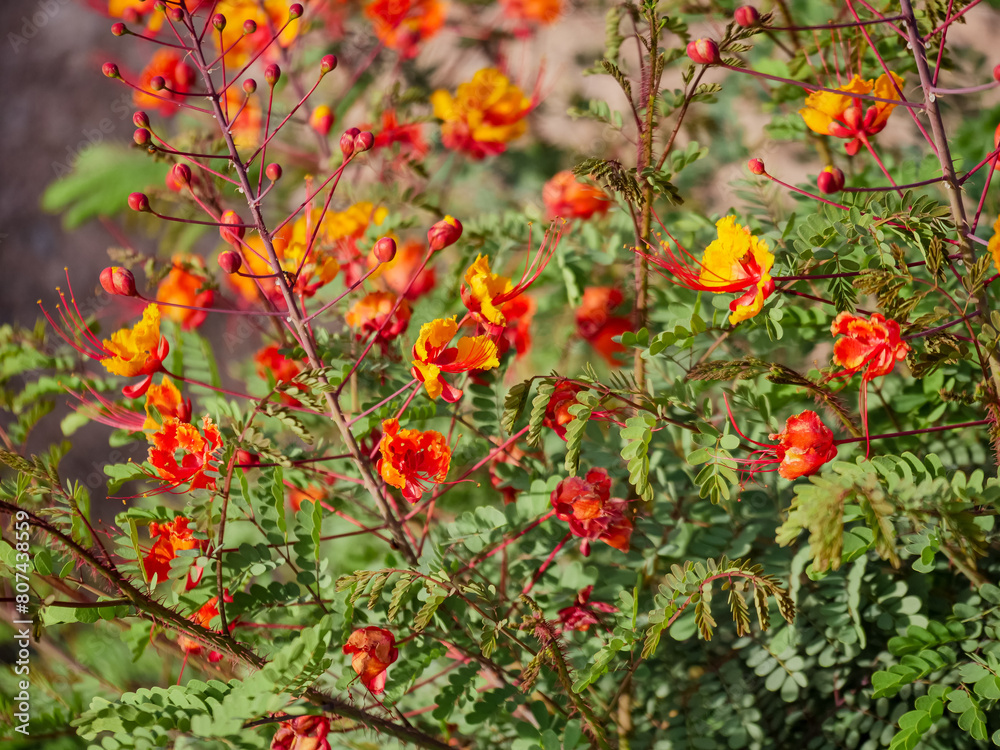 Naklejka premium Flowers