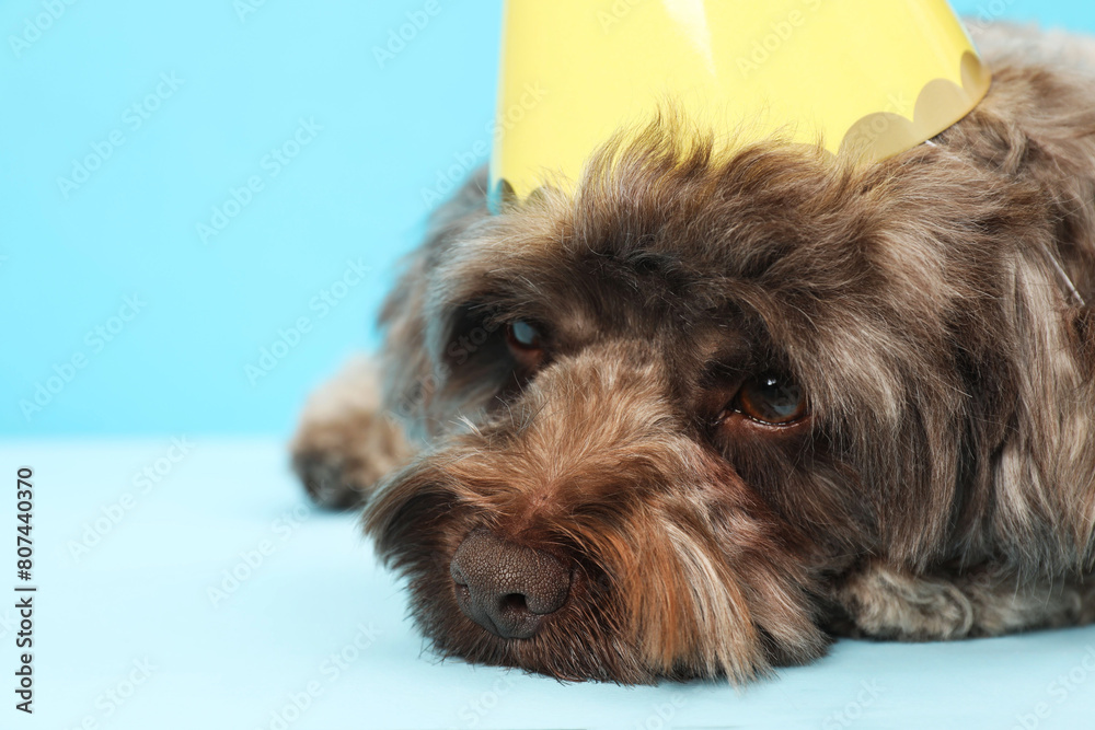 Cute Maltipoo dog with party hat on light blue background, closeup. Space for text Cute Maltipoo dog with party hat on light blue background, closeup. Space for text