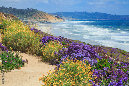 Wildflowers super bloom along Sea Cliff Coastal Trail in Del Mar, 20 miles north of San Diego in Southern California