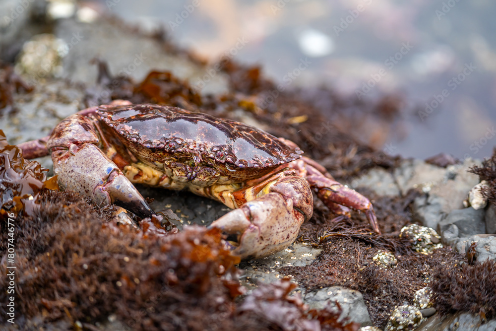 Close-up of Red Rock Crab (Cancer Productus) 