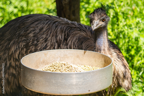 Emu (Dromaius novaehollandiae) standing next to a feeder. photo